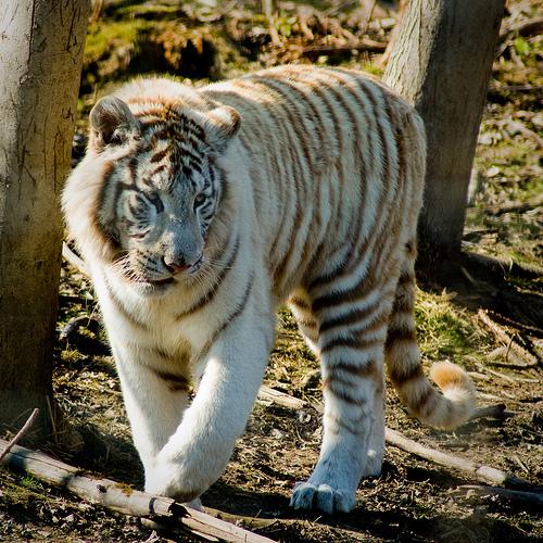 quel est animal embleme de inde
