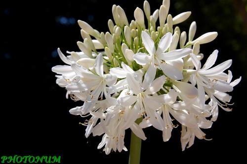AGAPANTHE PHOTONUM