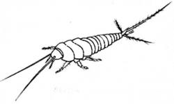 Lepisma saccarina Linnaeus, 1756 Dessin au trait de Marie-Jos&eacute;e Youlou; Photo A.M.B 2010