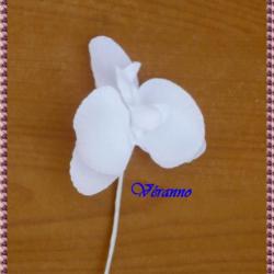 blanche
