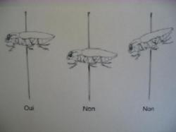 Notion d'&eacute;talage Le Moulin de Prey Dessin Juliette Aschkerman