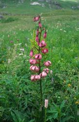Lys Martagon
