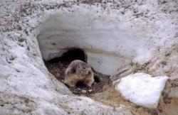 Marmotte