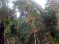 Bambou end&eacute;mique de La R&eacute;union