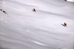 Chamois