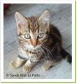 Draco, chaton &agrave; adopter