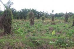 champ de palme deforeste au Choco