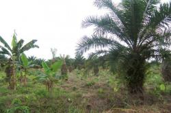 champ de palme dans le Choco