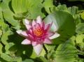 Plantes
