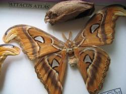 Les Phases &eacute;volutives d'Attacus atlas femelle(&eacute;levage et coll. A.M.B. Le Moulin de Prey.org)2010