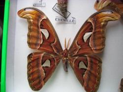 Les Phases &eacute;volutives d'Attacus atlas m&acirc;le (&eacute;levage et coll. A.M.B. Le Moulin de Prey.org)2010