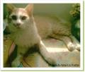 Stick, chat &agrave; adopter