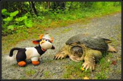 Aravis et son amie tortue bizarre