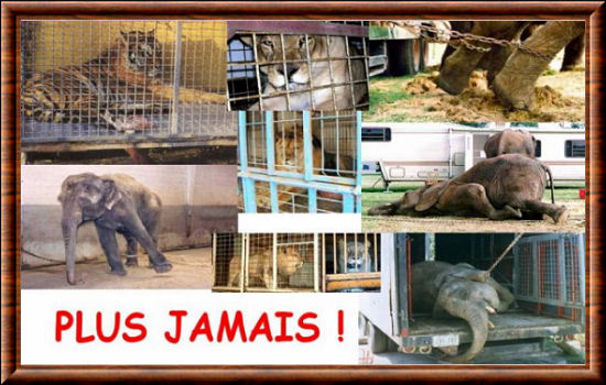 Les animaux du cirque ne sont pas des jouets