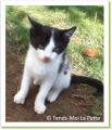 Fanta, chaton &agrave; adopter