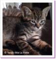 Speedy, chaton &agrave; adopter