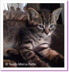 Speedy, chaton à adopter