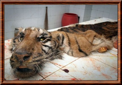Le tigre mort samedi finira empaill�