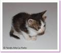 Toupie, chaton &agrave; adopter