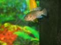 H&eacute;michromis lifalili