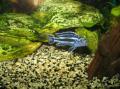 M&eacute;lanochromis mengano