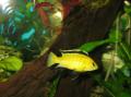 Labidochromis caeruleus