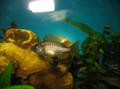 Copadichromis borleyi