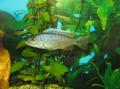 Siaenochromis fryeri