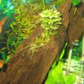 Hypostomus pl&eacute;costomus (pl&eacute;co)