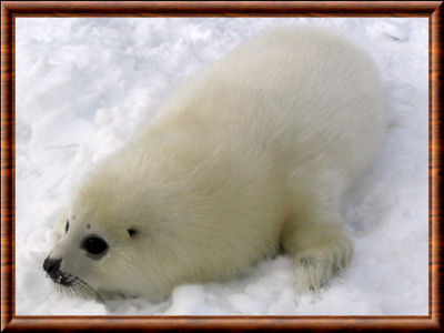 Le blanchon, un animal en sursis?