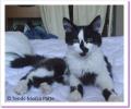 N&eacute;mo, chat &agrave; adopter