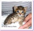 Candy, chaton &agrave; adopter