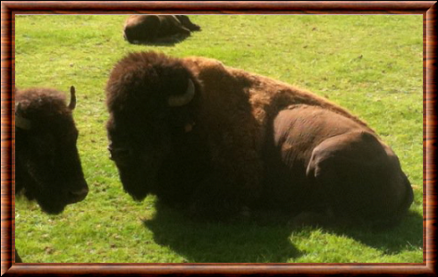 Le bison d'Europe (Bison bonasus)