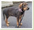 Falcon, chiot &agrave; adopter