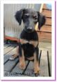 Fiona, chiot &agrave; adopter