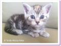 Paris, chaton &agrave; adopter