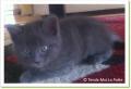 Bob, chaton &agrave; adopter