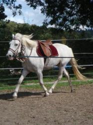 senor