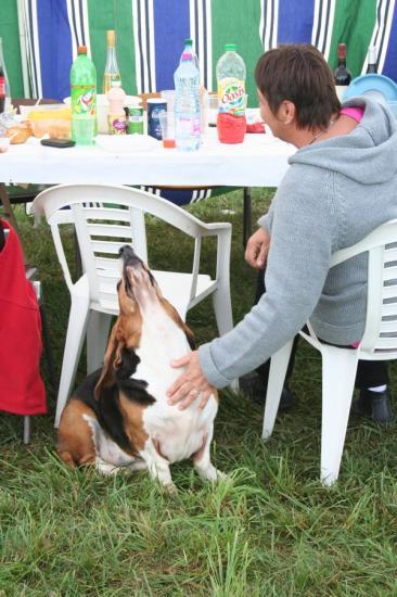 rencontres beagle