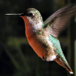 Colibri