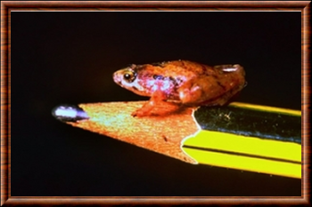 Microhyla nepenthicol
