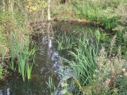 Bassin naturel