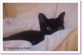 Emeraude, chatte à adopter