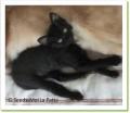 Plaid, chaton &agrave; adopter