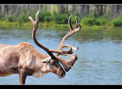 Caribou (zoo sauvage de Saint-F&eacute;licien)