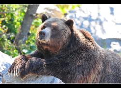 Grizzli (zoo sauvage de Saint-F&eacute;licien)