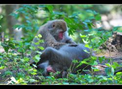 Cyclorpiste (zoo sauvage de Saint-F&eacute;licien)