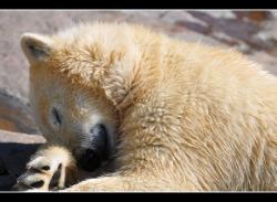 Petit ours polaire (zoo sauvage de Saint-F&eacute;licien)