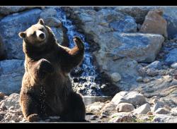 Un grizzli qui fait le beau !!! (zoo sauvage de Saint-F&eacute;licien)