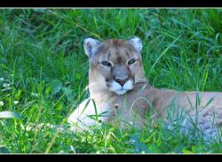 Cougar (zoo sauvage de Saint-F&eacute;licien)